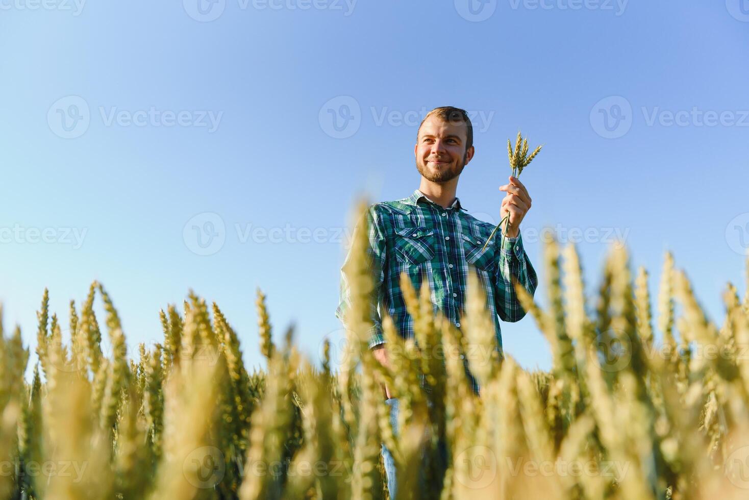 glücklich reifen Techniker Überprüfung das Wachstum von das Weizen zum ein Qualität Steuerung im ein Müsli Feld im Sommer- foto