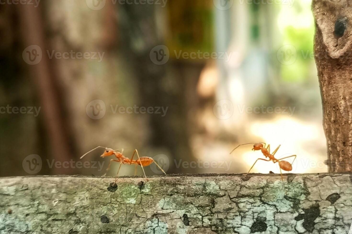 okophila Smargadina oder asiatisch Weber schön Ameise foto