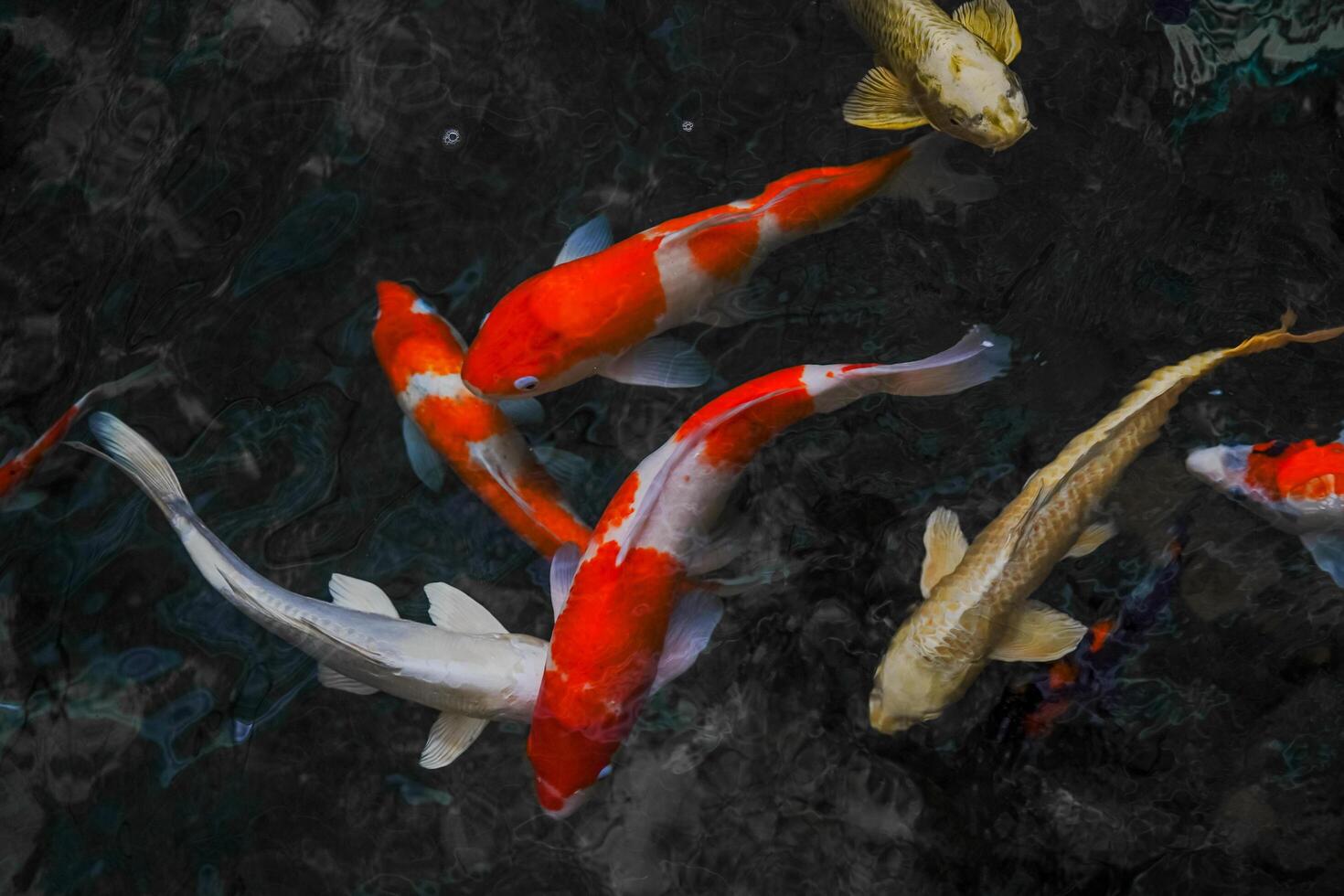 japanisch Koi Fisch, Koi Fisch Schwimmen im ein Wasser, Karpfen, bunt schick Fisch, selektiv Fokus, horizontal Orientierung, Kopieren Raum. foto