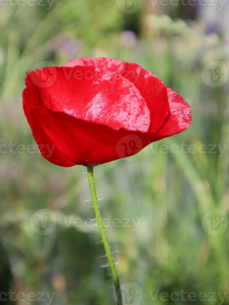 rot Mohn im das Feld, schließen hoch. foto