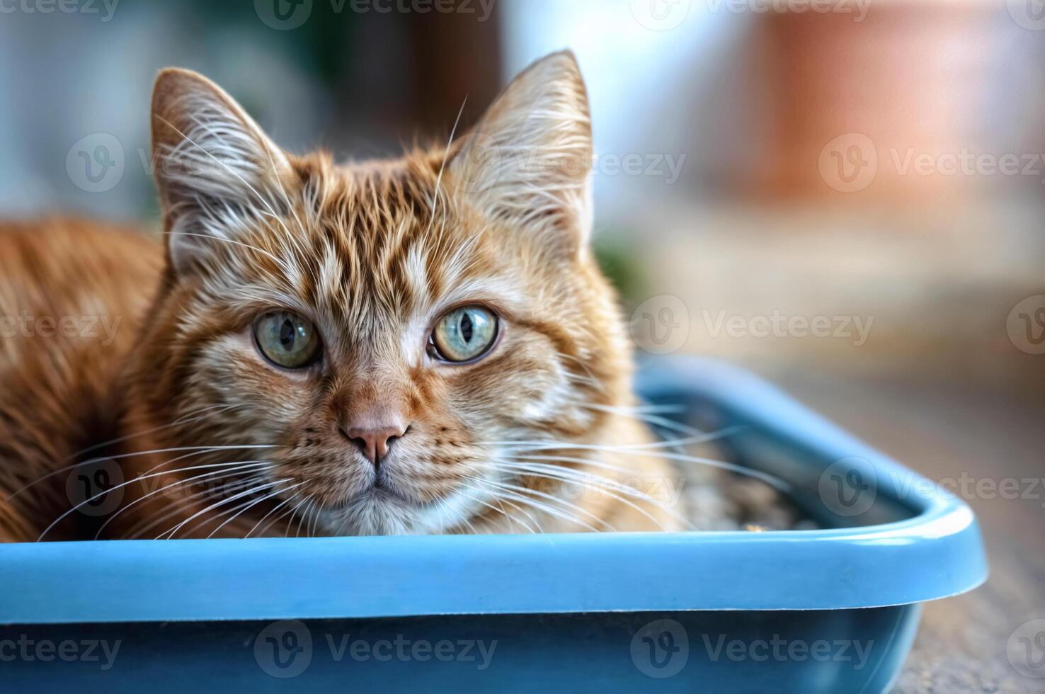 ai generiert Orange Tabby Katze mit Grün Augen ist Lügen im Blau Wurf Kasten. Toilette Ausbildung zum Katze. Haustier Pflege Konzept. Sanft selektiv Fokus foto