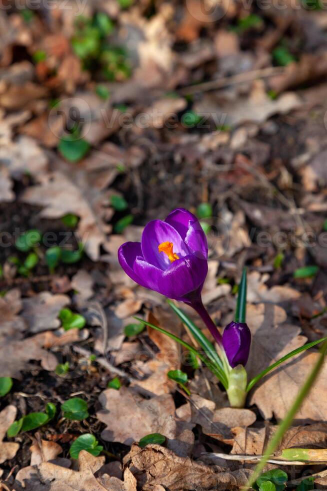 violett Krokus Blume. Frühling Primel im das Garten - - Krokusse. zart hell Knospe. foto
