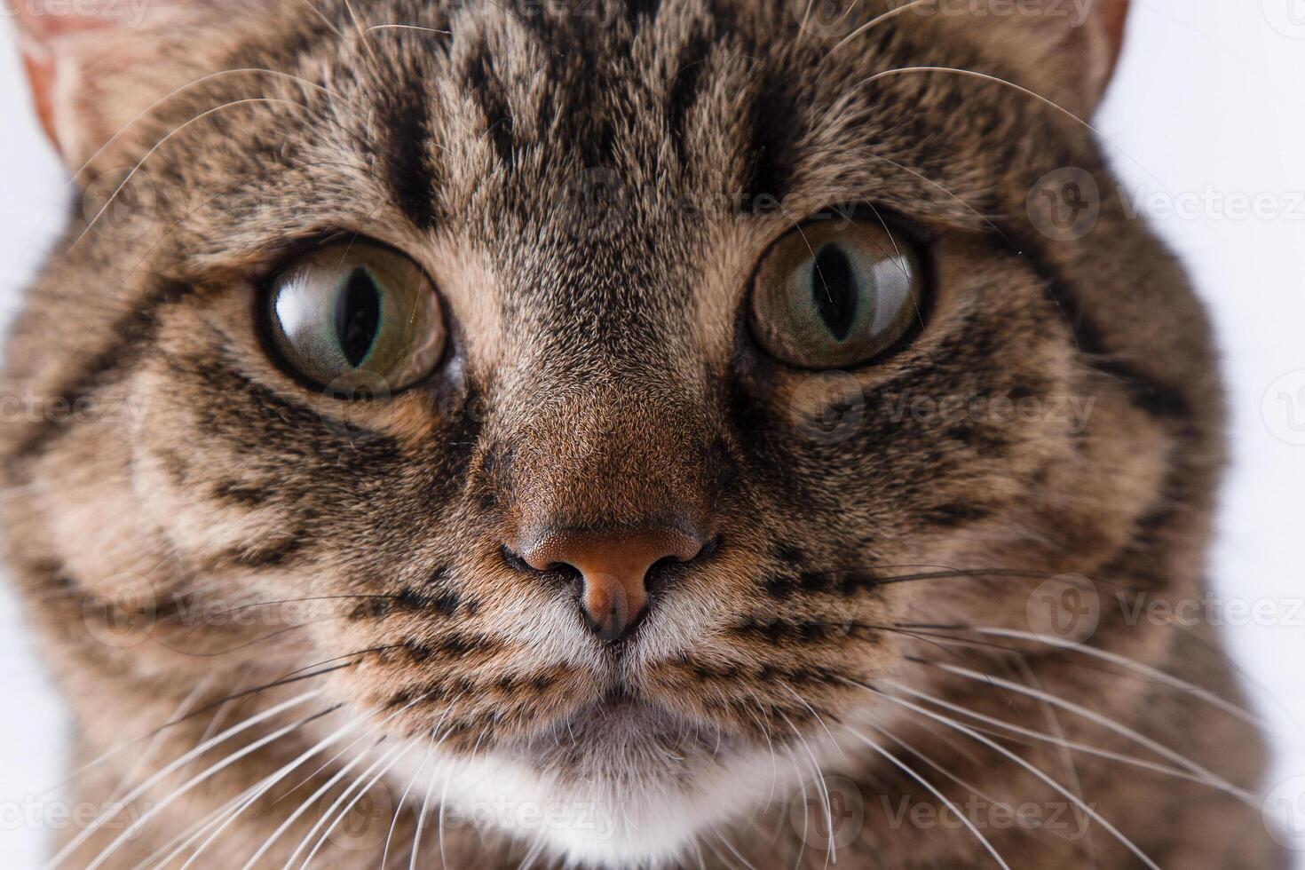 Nahansicht Porträt von ein Katze. ein Katze von ein europäisch Rasse sieht aus in das rahmen. braun grau gestreift flauschige. Haustier foto