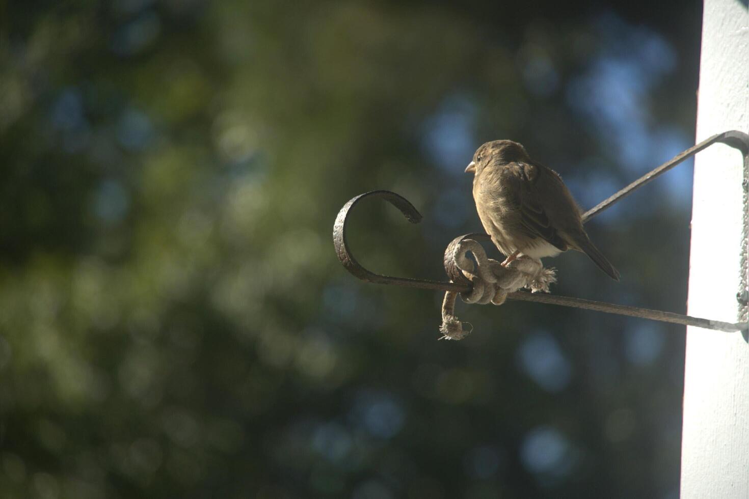 Vogel auf meine Fenster foto