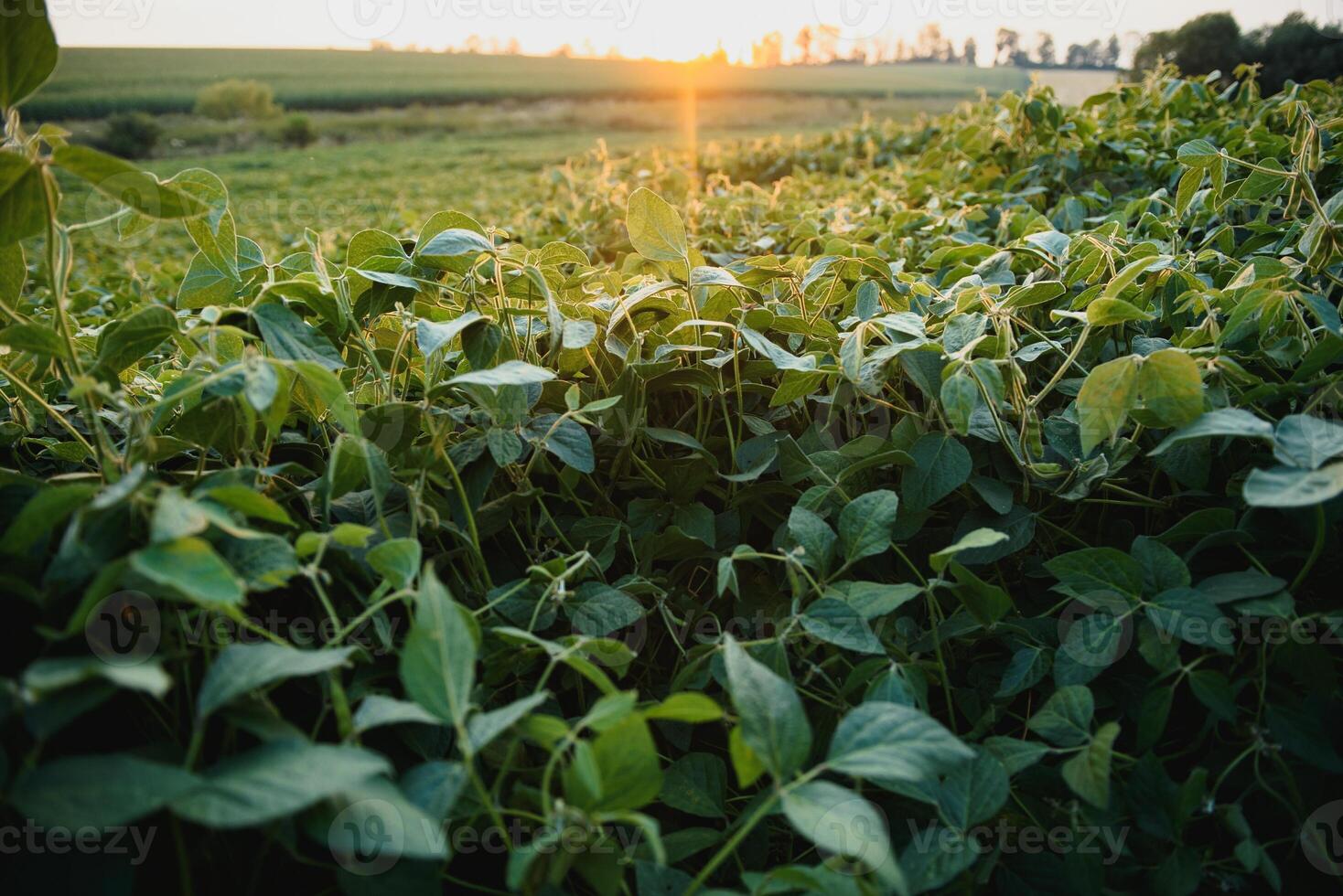 Soja Feld und Soja Pflanzen im früh Morgen Licht. Soja Landwirtschaft foto