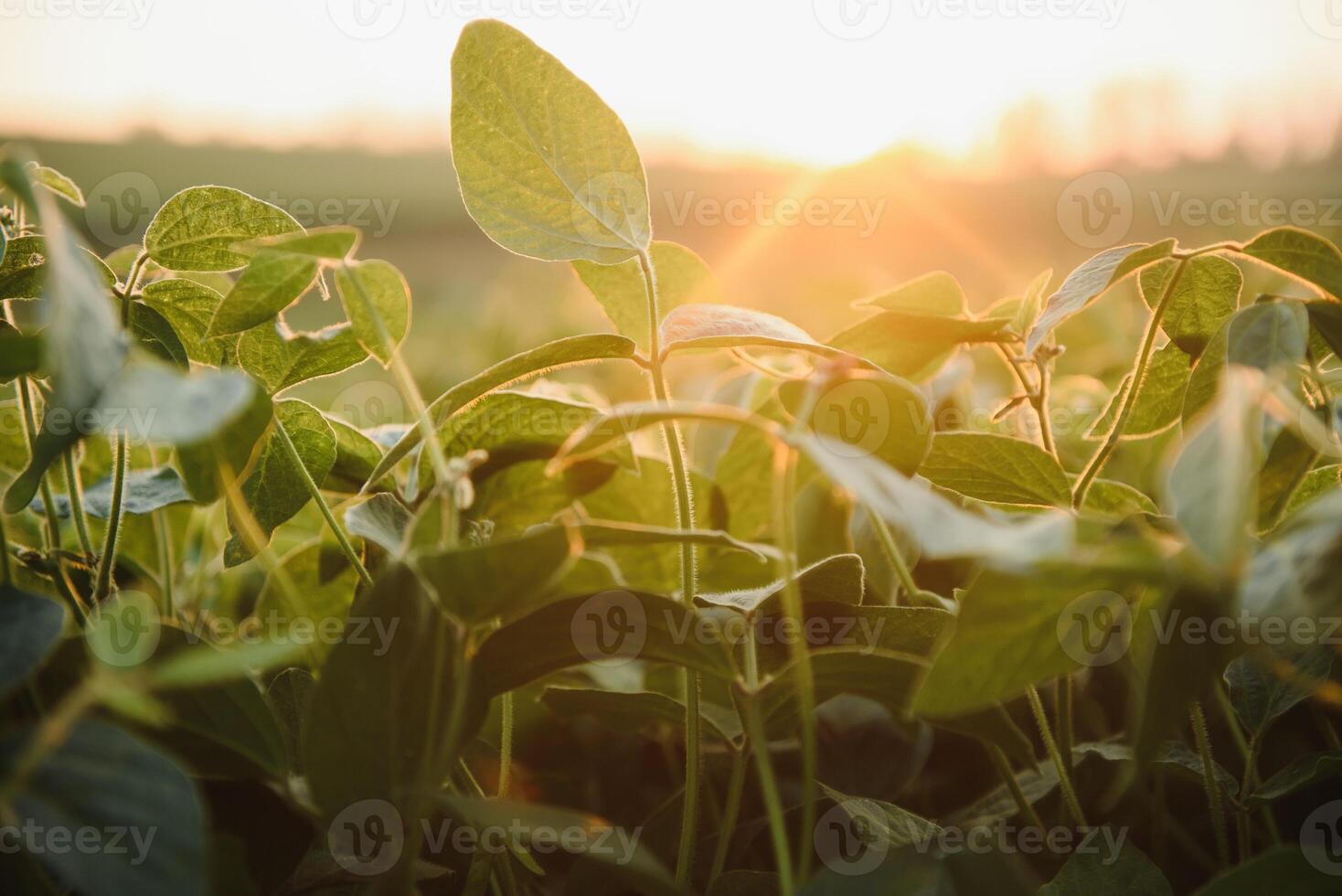 Soja Feld und Soja Pflanzen im früh Morgen Licht. Soja Landwirtschaft foto