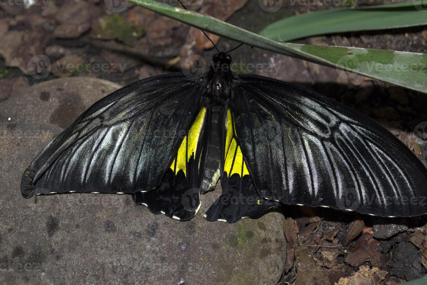 schön Schmetterling auf ein Grün Blätter. tropisch Tierwelt. schön Insekten. Schönheit von Natur. Makro Natur. foto