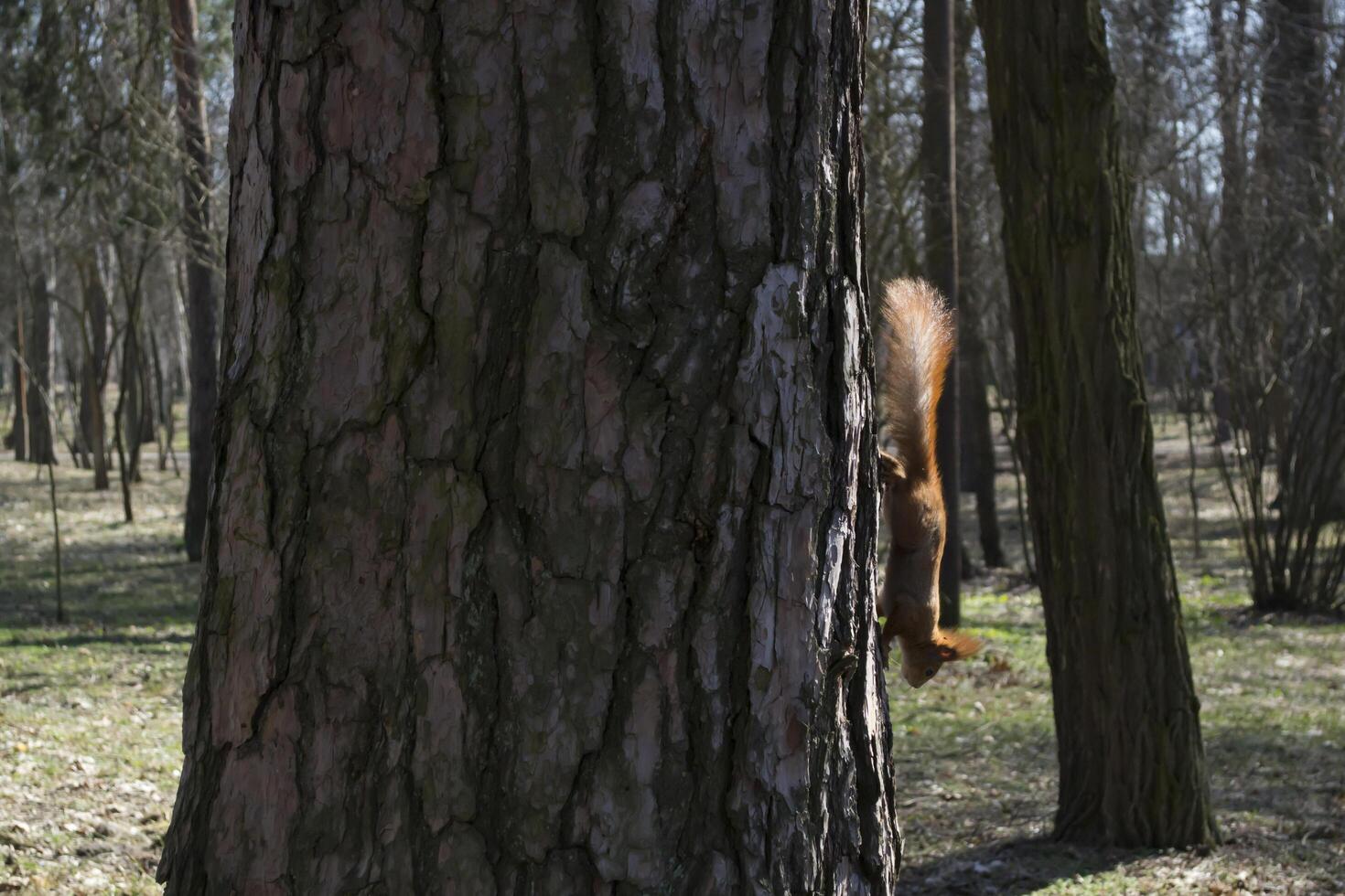 komisch rot Eichhörnchen auf Kofferraum von Baum. foto