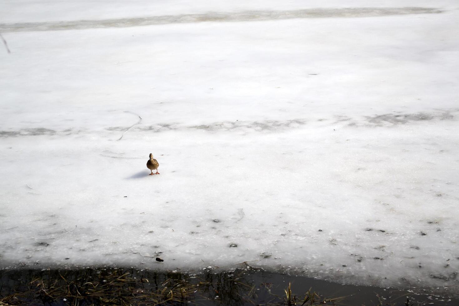 Enten auf ein gefroren See. Winter Landschaft. foto