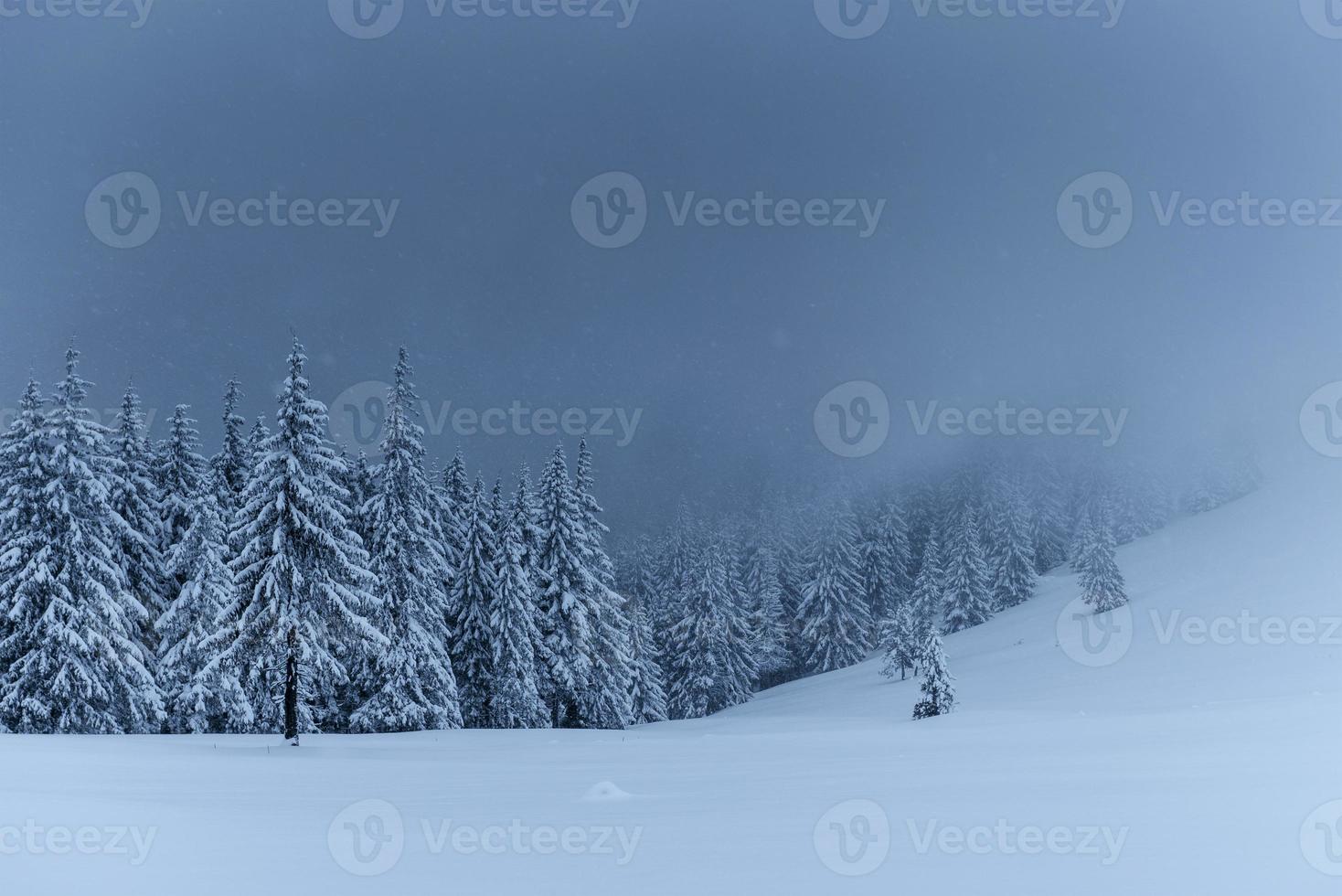 majestätische Winterlandschaft, Kiefernwald mit schneebedeckten Bäumen. eine dramatische Szene mit niedrigen schwarzen Wolken, eine Ruhe vor dem Sturm foto
