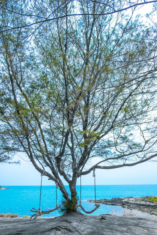 alt hölzern Schaukeln unter das alt Kiefer Bäume auf das schön Meer Aussicht Punkt foto