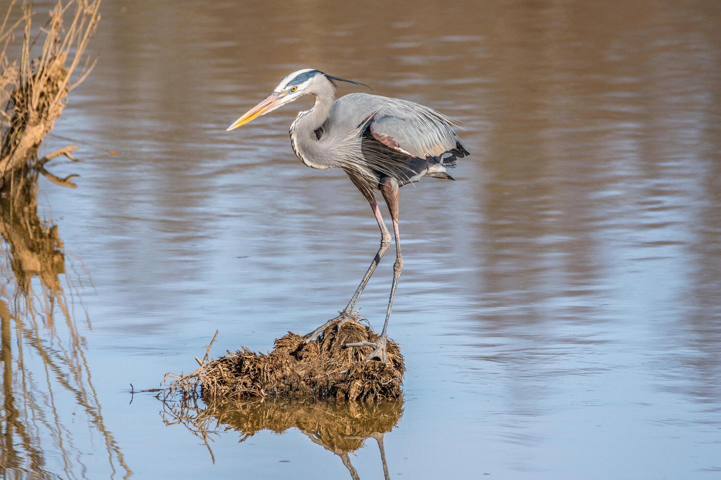 Blau Reiher im das Feuchtgebiete foto