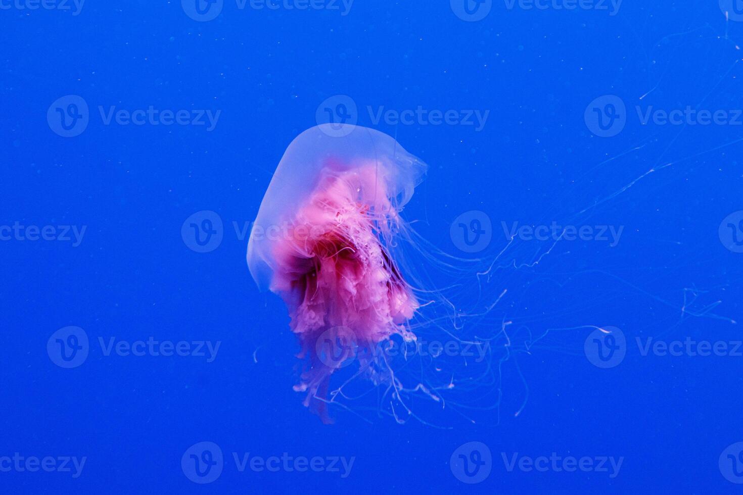 Makro von ein schön Qualle Cyanea capillata foto