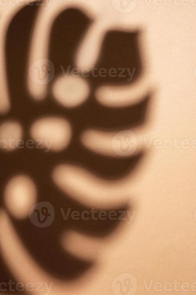 Schatten von Monstera Blätter foto