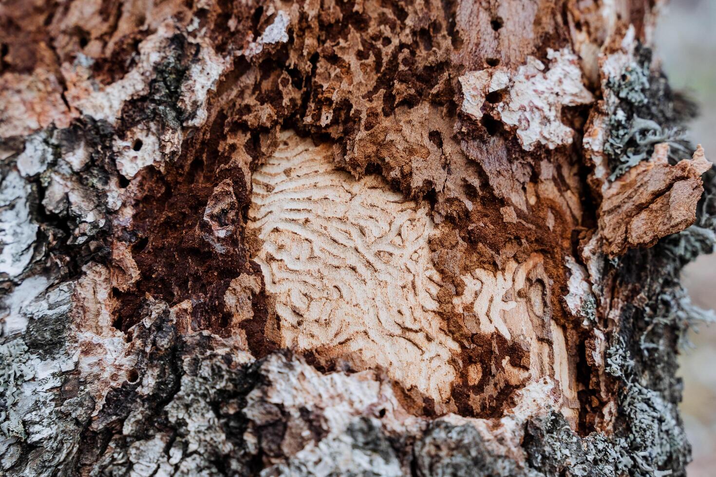 das Kofferraum von das Birke Baum ist betroffen durch Schädlinge, Rinde Käfer haben gegessen das Cara von das alt Baum, das Oberfläche von das Holz ist Schuss Nahansicht Textur mit ein Muster von Larven. foto