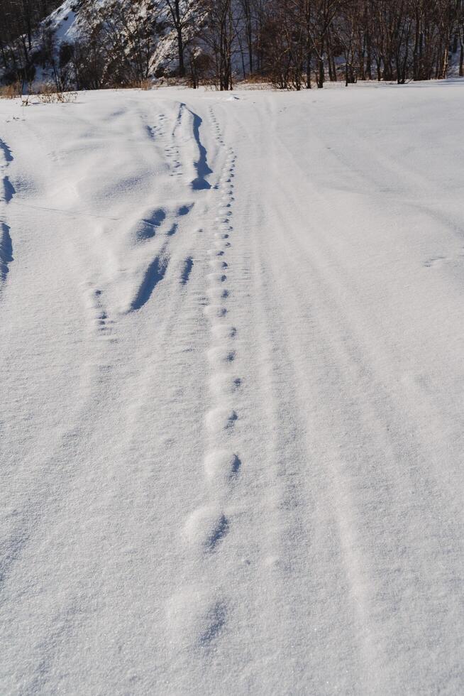 gefroren Fußabdrücke im das Schnee. ein Schneemobil Straße, das Tier lief durch das Schnee im das Winter im das Wald. foto