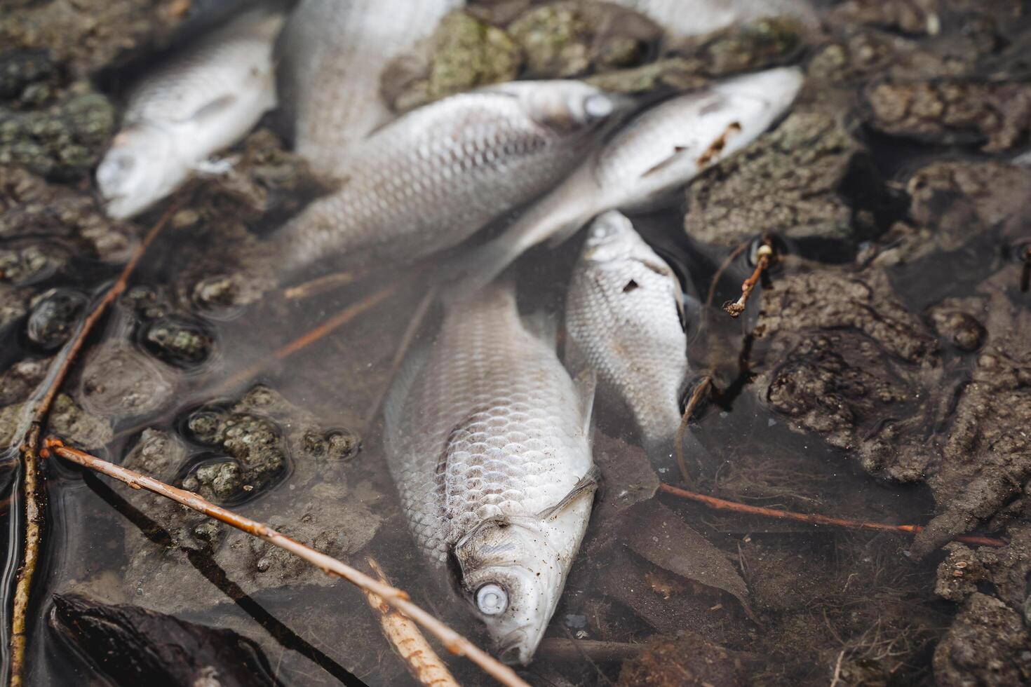 tot Fisch auf das Teich, Zersetzung Karkasse von Karausche Karpfen, Verschmutzung von das Fluss mit chemisch Abfall, das Tod von Organismen im das Wasser, Katastrophe, Ökologie. foto