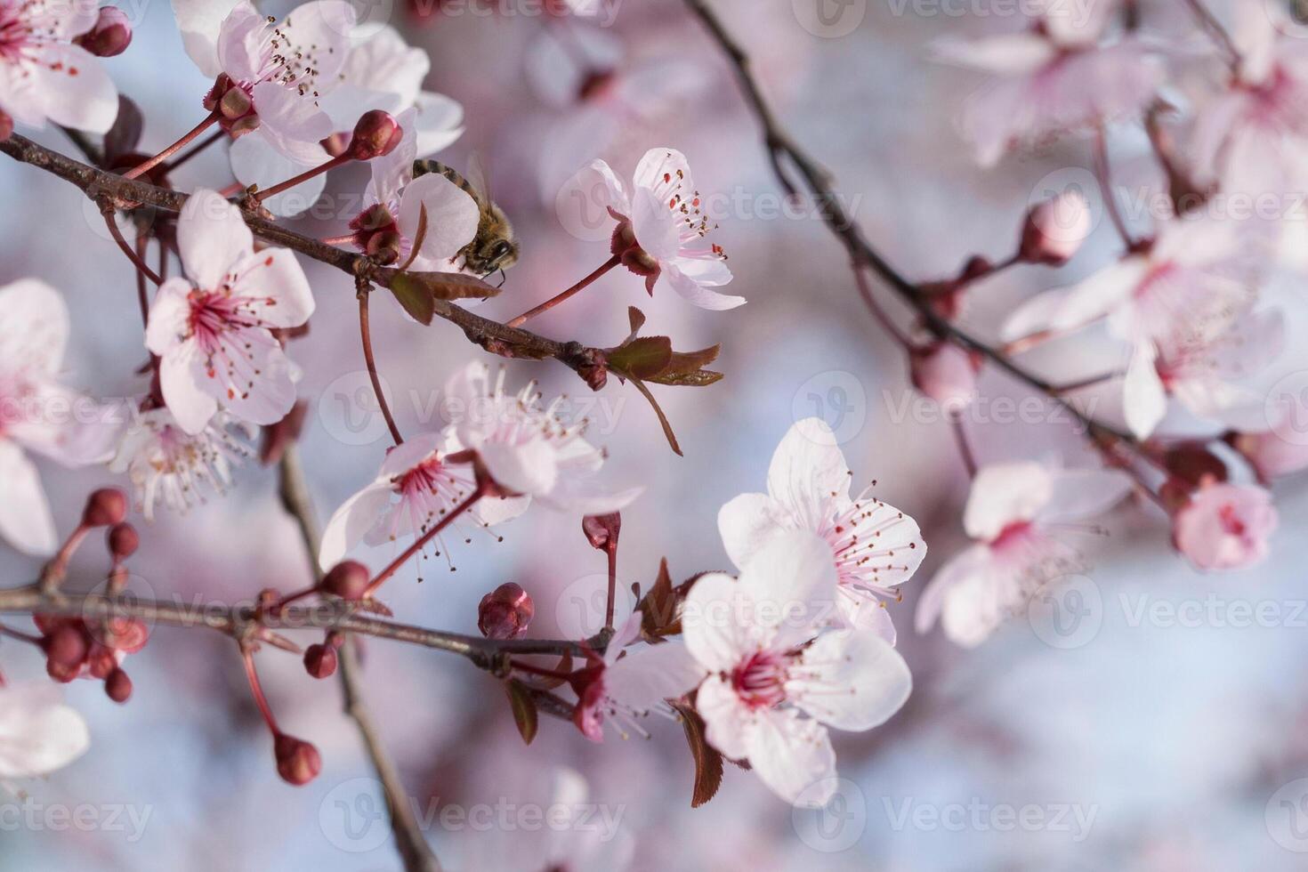 bunt Blumen im Frühling Hintergrund foto