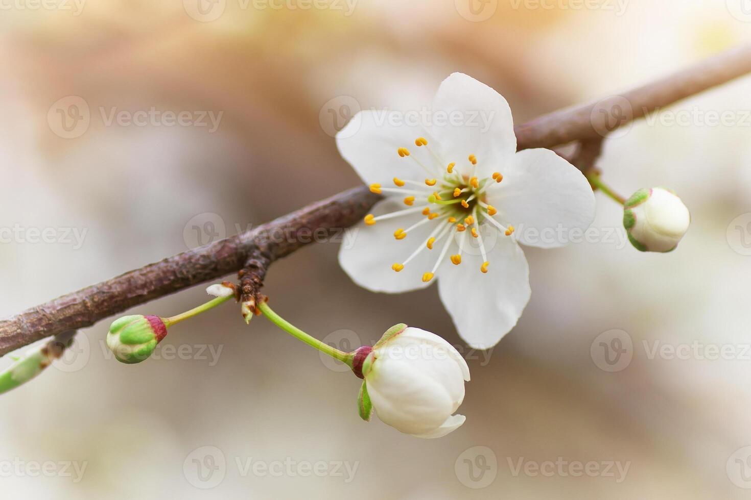 bunt Blumen im Frühling Hintergrund foto