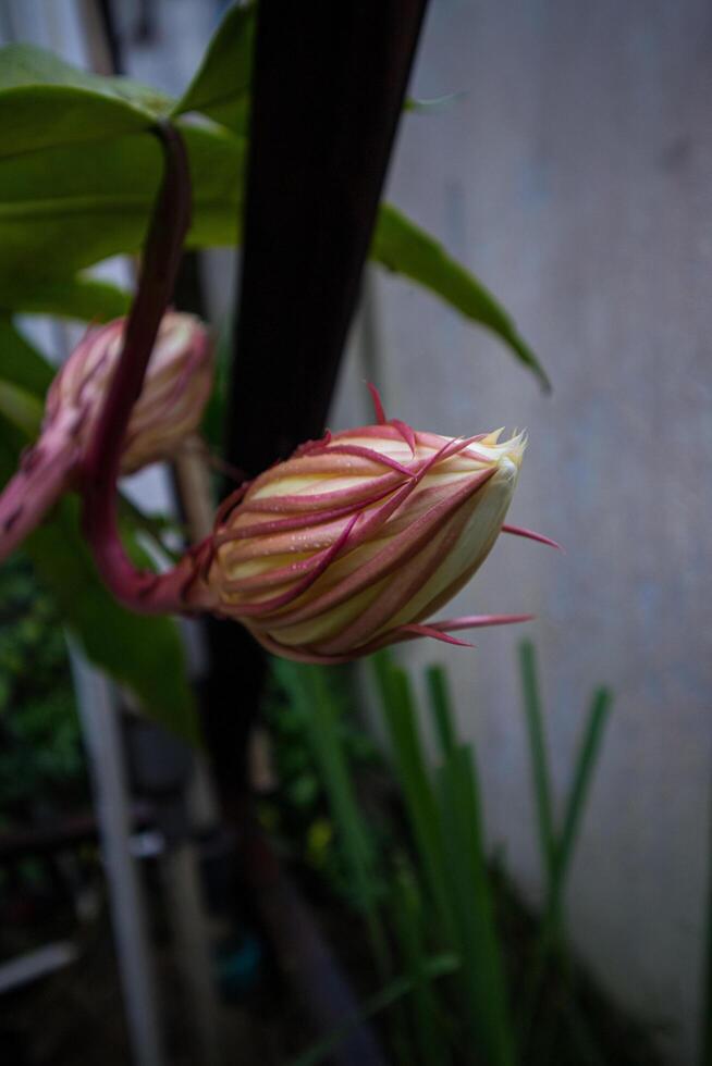 frisch Epiphyllum anguliger oder im Indonesien namens wijaya Kusuma foto