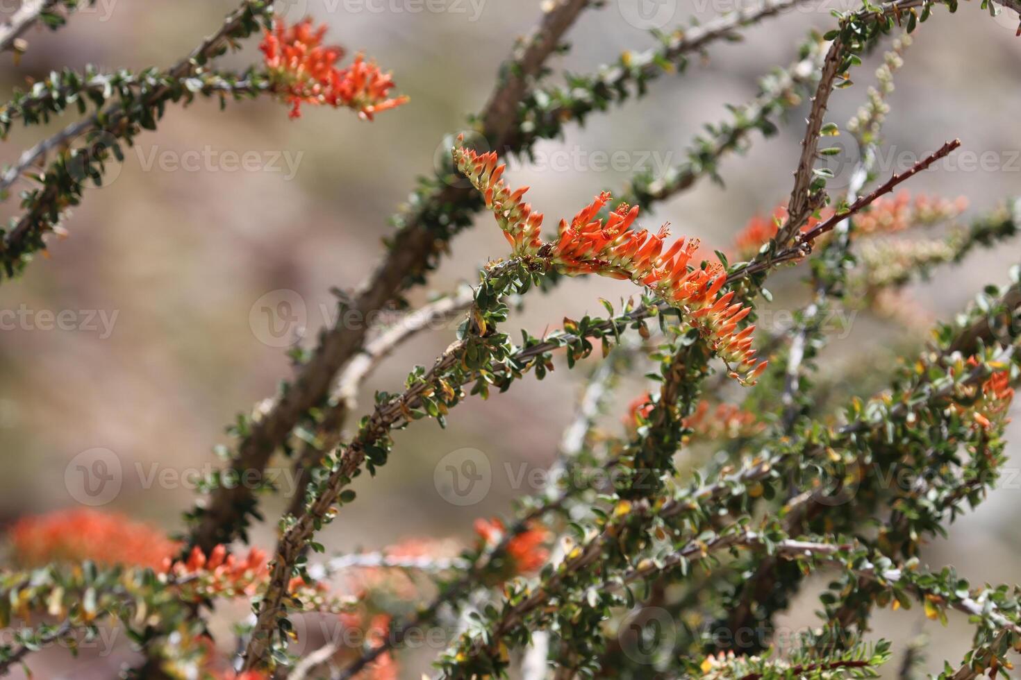 Ocotillo, fouquieria Pracht, Anzeigen Frühling blüht im das Borrego Senke Wüste, ein einheimisch mehrjährig monoklin baumartig Strauch mit racemose Rispe Blütenstände. foto