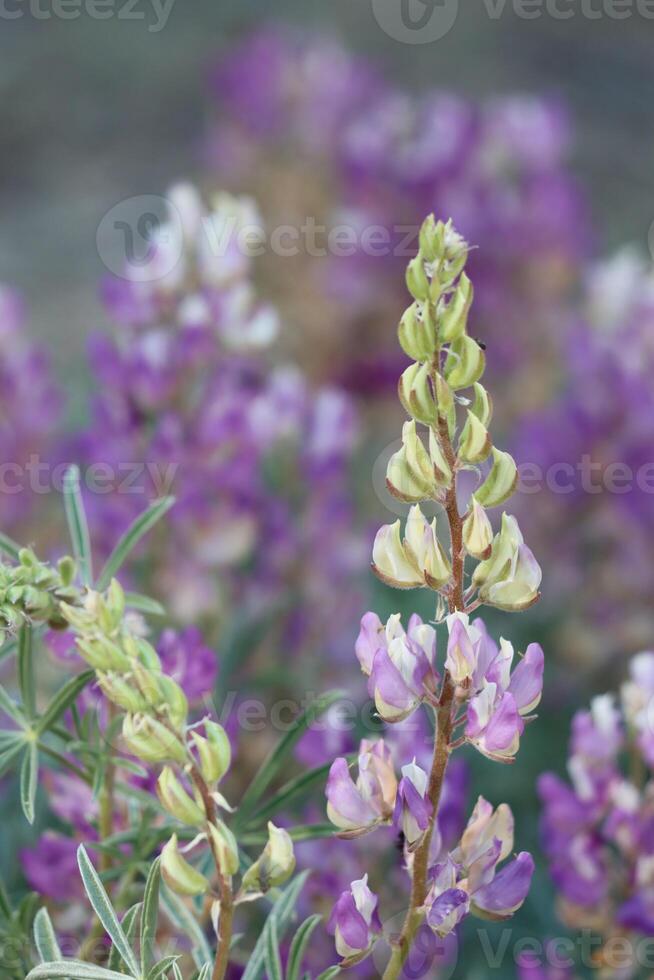 Sichelkeel Lupine, Lupinus Albicaulis, ein einheimisch mehrjährig monoklin Kraut Anzeigen Terminal wirbelnd Traube Blütenstände während Sommer- im das san Emigdio Berge. foto