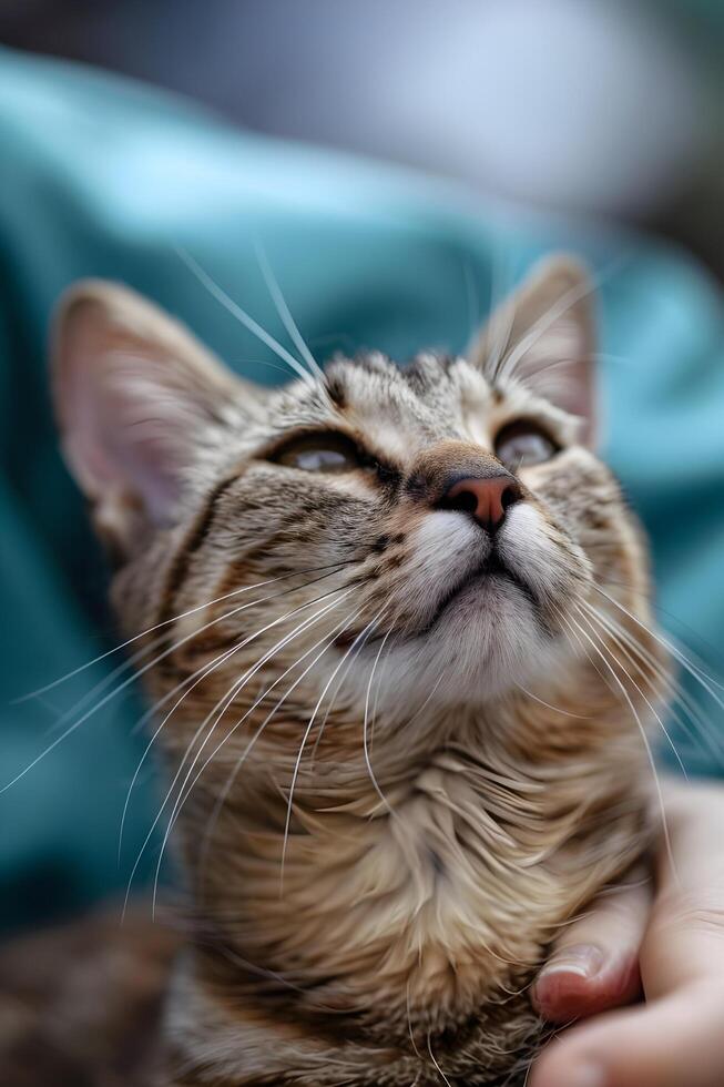 ai generiert ein zufrieden Katze während ein Gesundheit Untersuchung foto