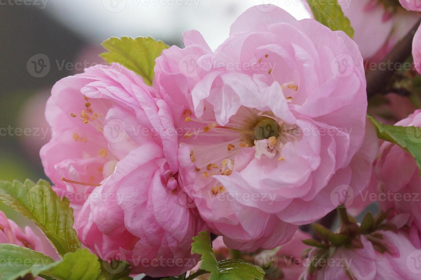 Zwerg Mandel, herold von Frühling foto