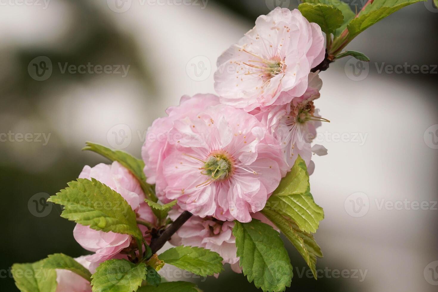 Zwerg Mandel, Prunus Triloba foto