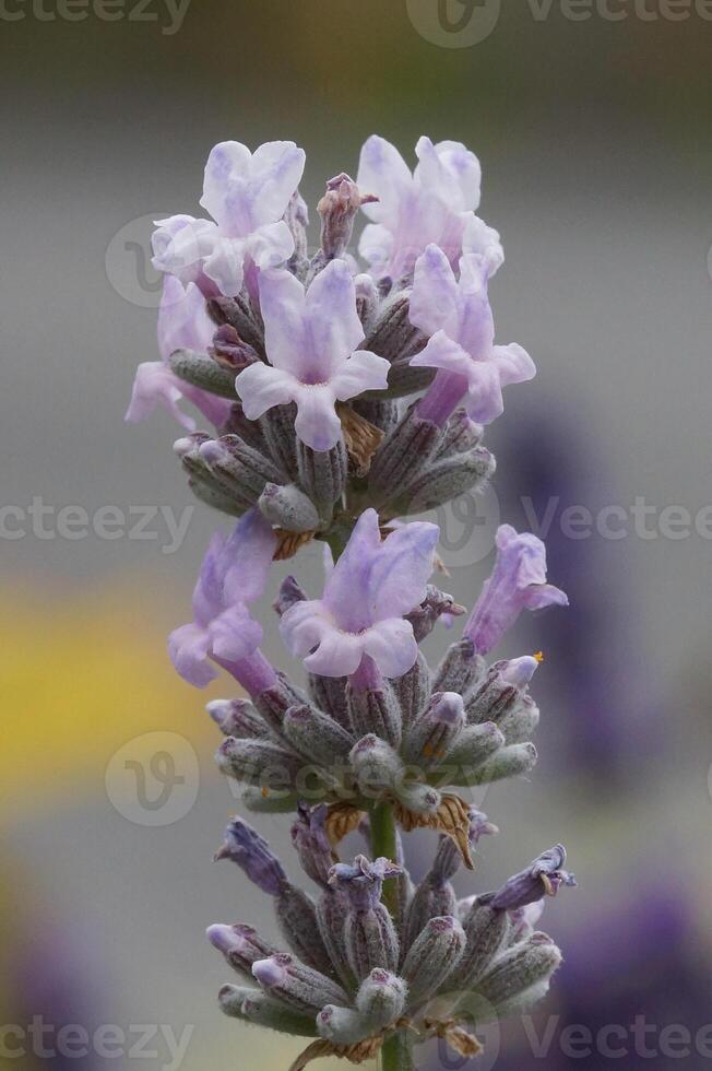 Lavendel, Lavandula angustifolia foto