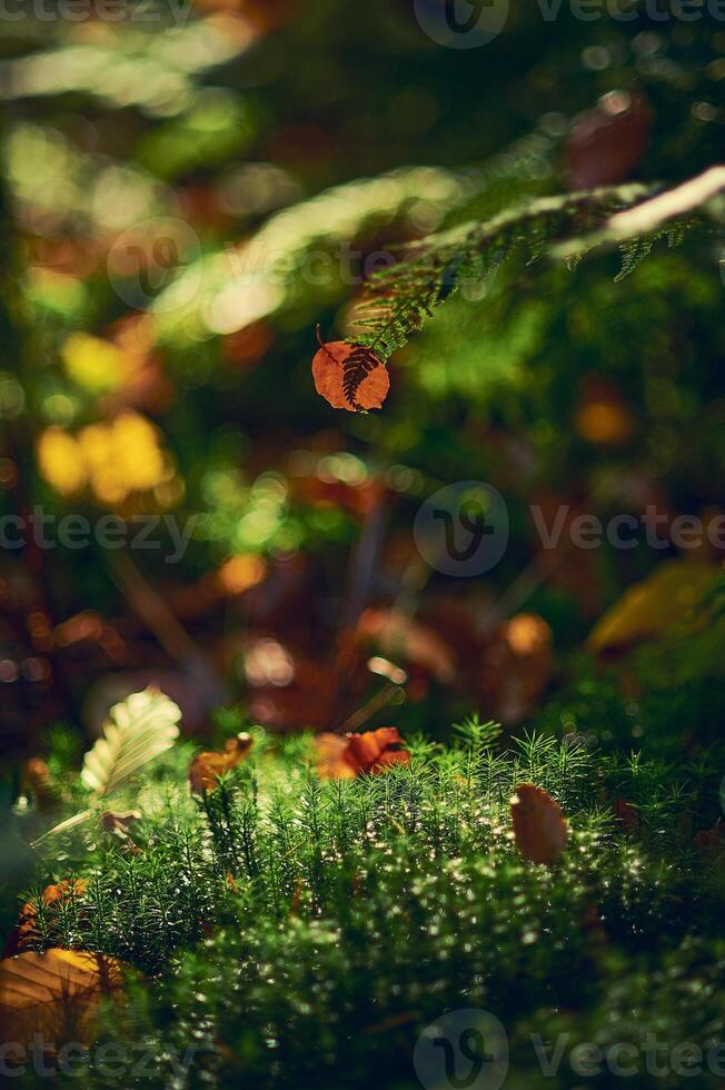 Moos und Blätter im Sonnenschein im tief Wald foto