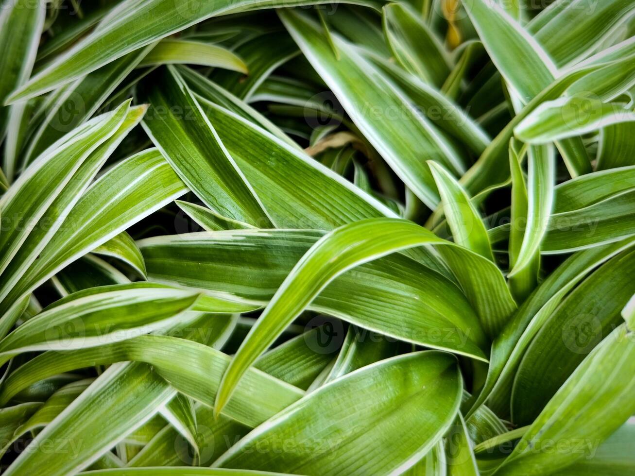 schön schließen oben Foto von Spinne Pflanze oder Chlorophytum comosum