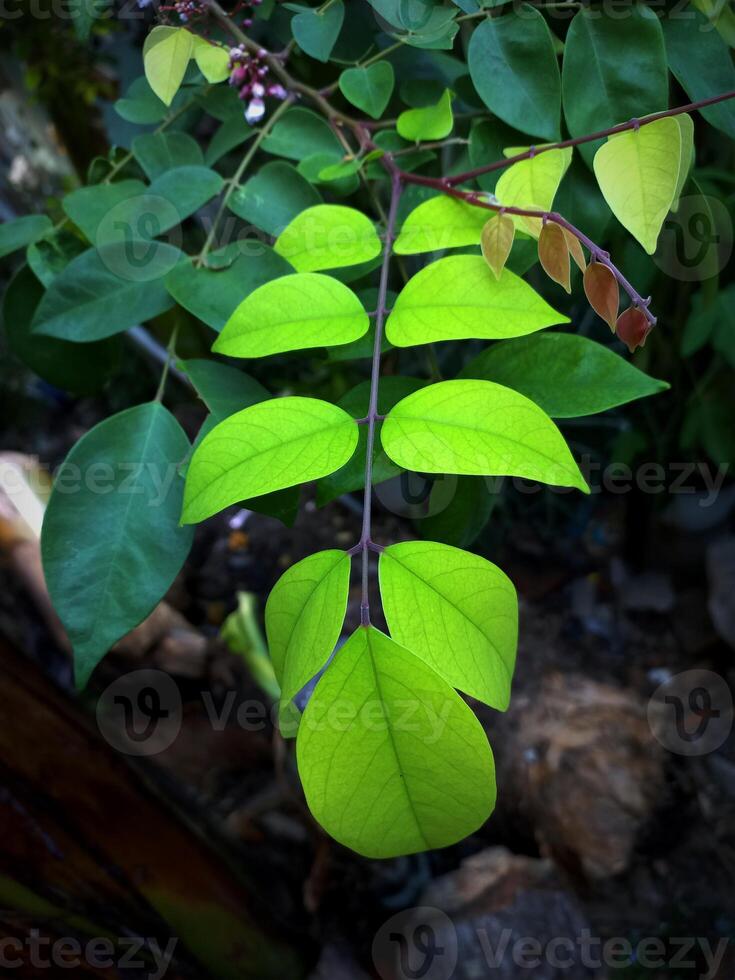 Grün Sternfrucht Blätter zum ein kontrastieren Hintergrund foto