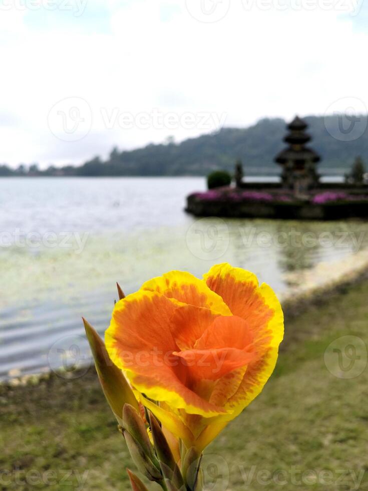 Canna Lilie Blume oder Gelb König humbert oder kolaboti hat Herrlich Gelb Blumen mit ein Spritzen von rot umgeben durch groß Grün Laub foto