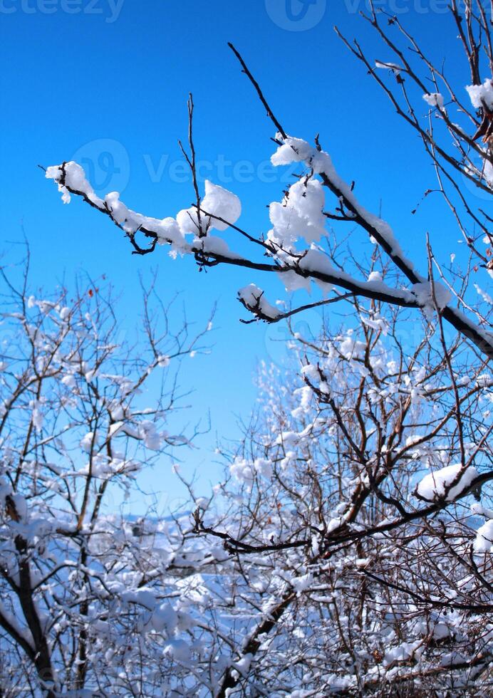 rein Weiß Schnee auf Baum Geäst im Colorado foto