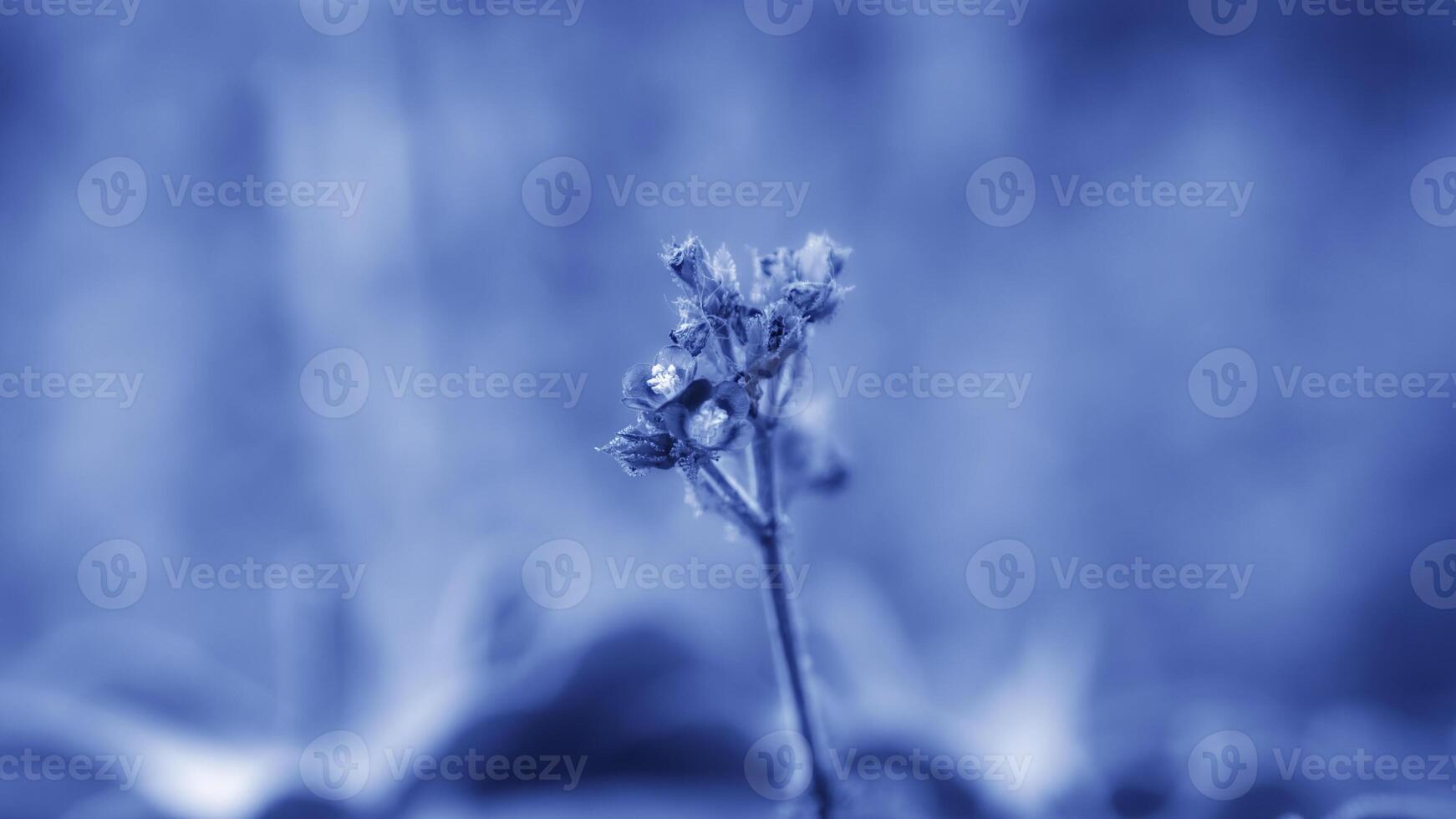 Makro schießen von Blume wie Hintergrund foto