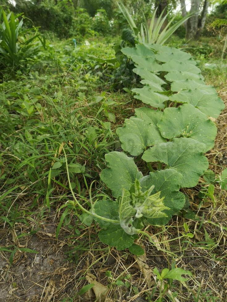 Zucchini Gemüse Grün Blatt foto