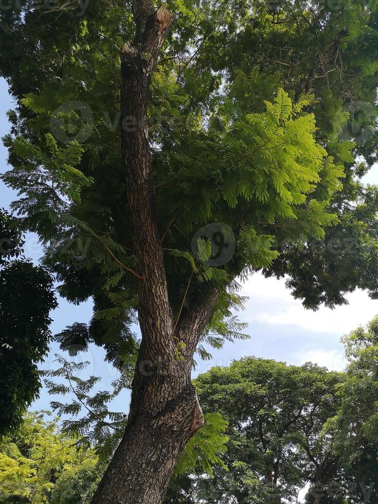 Busch Baum Textur Natur grüne Blätter Hintergrund Rinde Stamm raue Oberflächenstruktur Pflanze und weiße Wolke blauer Himmel foto
