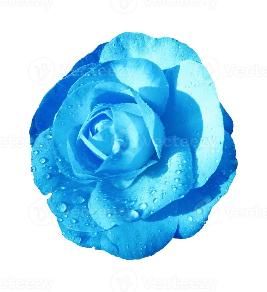 Blau Blume isoliert auf Weiß Hintergrund. Ausschnitt Pfad inbegriffen. nass Kamelie foto