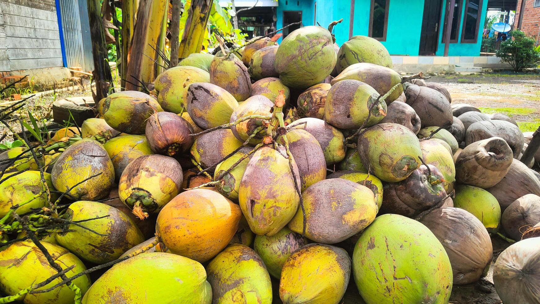 ein Stapel von alt Kokosnüsse ist geeignet zum ein texturiert Hintergrund foto
