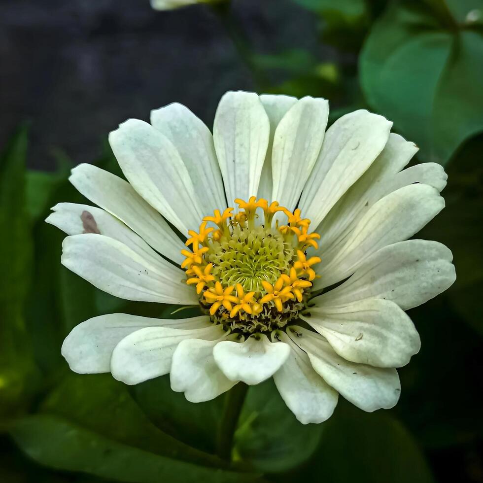 ein Weiß Blume mit Gelb Center ist im das Mitte von Grün Blätter foto