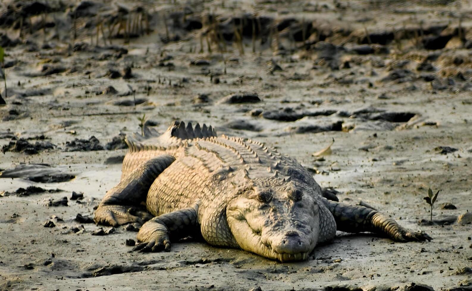 ein groß Alligator Verlegung im das Schlamm foto