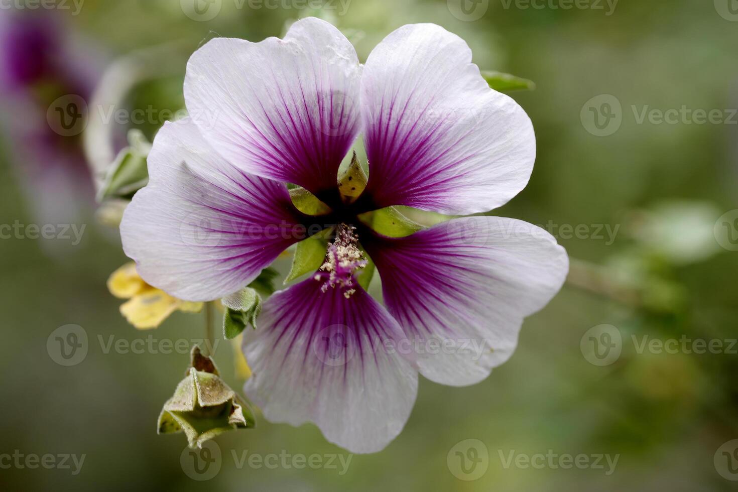 fest Schuss von lila und Weiß Blütenblatt Blume draußen foto