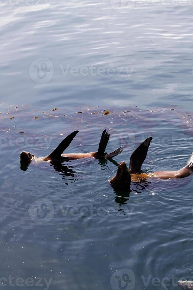 zwei Meer Löwen schwebend auf ihr Rücken Flossen im Luft foto