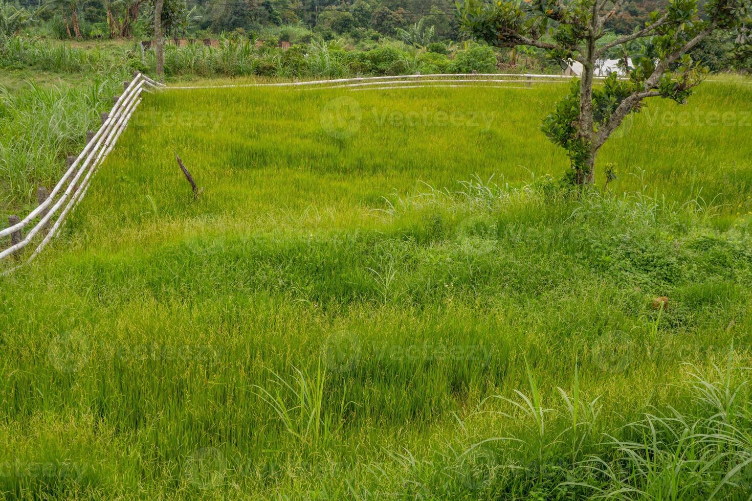 Landschaft Grün Savanne auf das Natur Dorf mit wolkig Schwingungen. das Foto ist geeignet zu verwenden zum Abenteuer Inhalt Medien, Natur Poster und zum Landschaft Hintergrund.