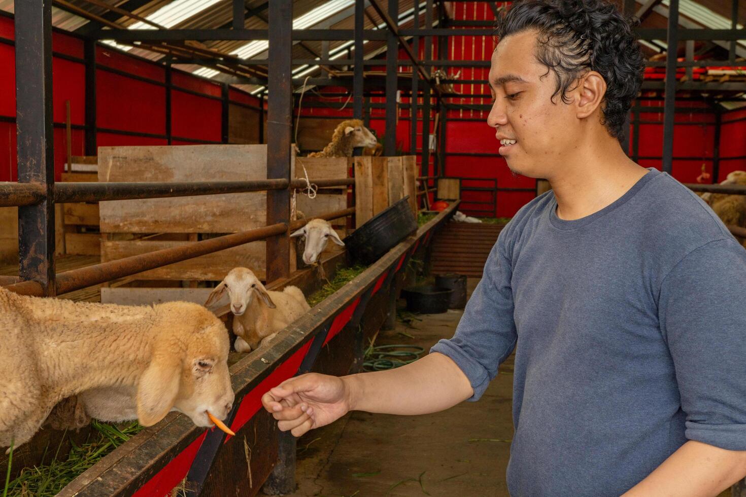 Mann war Fütterung das Schaf ovis Widder auf das National Bauernhof das Foto ist geeignet zu verwenden zum Bauernhof Poster und Tier Inhalt Medien.