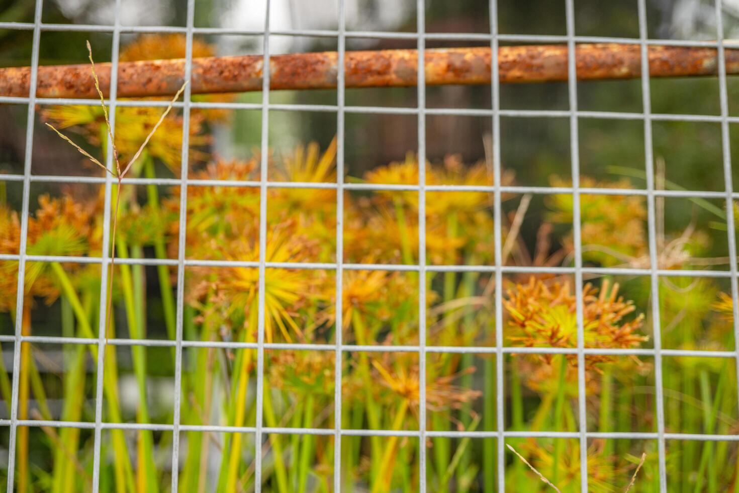 dekorativ Pflanze Cyperus Papyrus auf das Grün Garten. das Foto ist geeignet zu verwenden zum botanisch Hintergrund, Natur Poster und Flora Bildung Inhalt Medien.