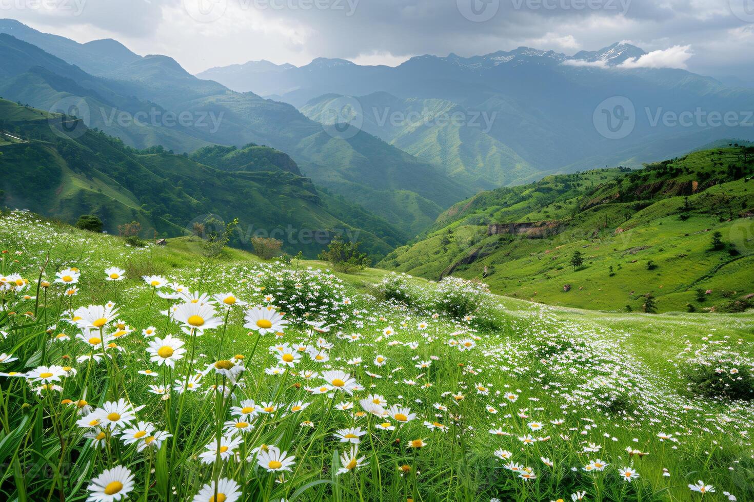 ai generiert das heiter Schönheit von Grün Hügel im Hochland dekoriert mit Weiß Gänseblümchen foto