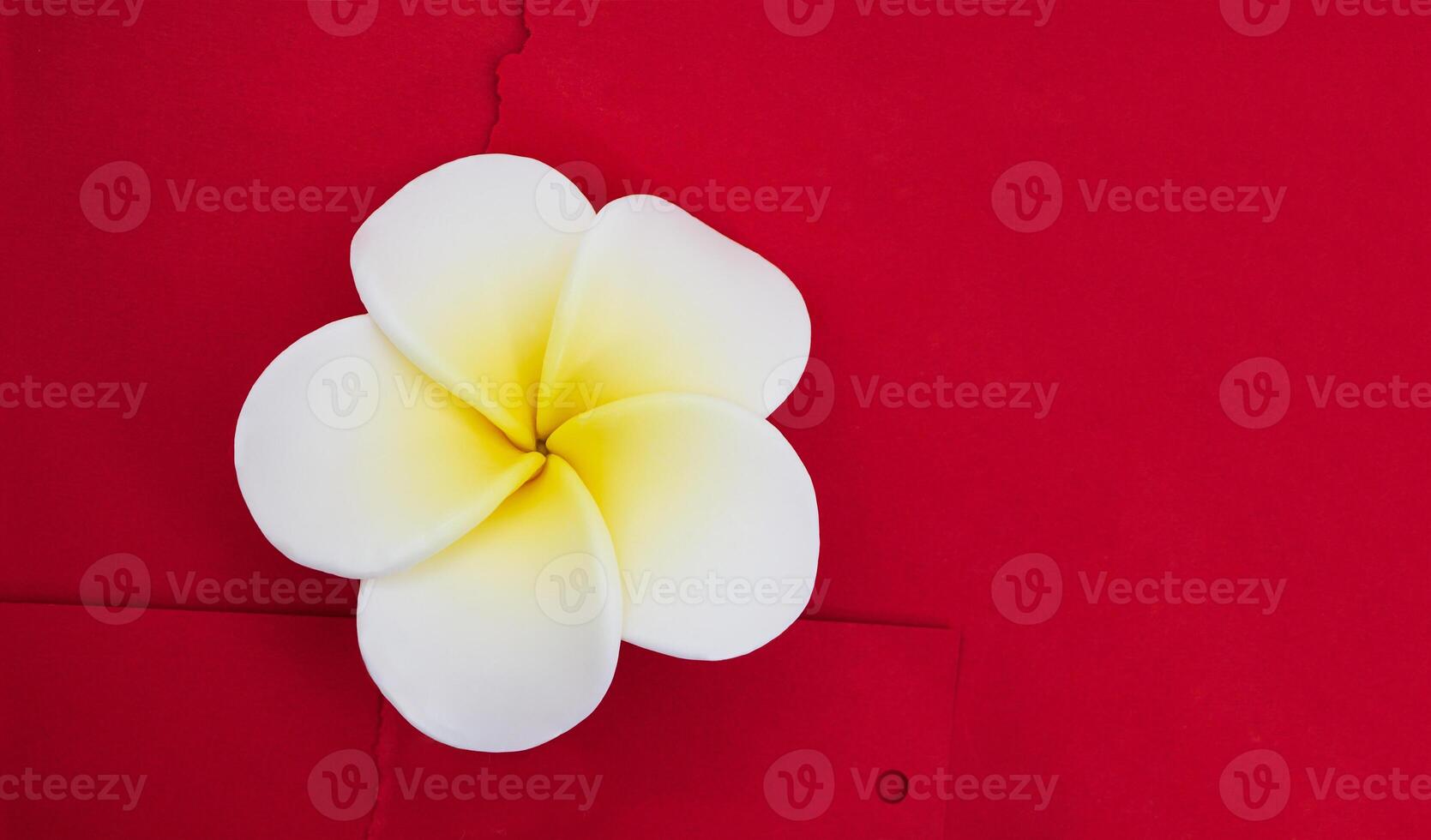 Frangipani Blume Plumeria auf Burgund texturiert Hintergrund mit zerrissen Papier. Urlaub, Bekanntmachung, Spa, Seife Herstellung. Kopieren Raum foto