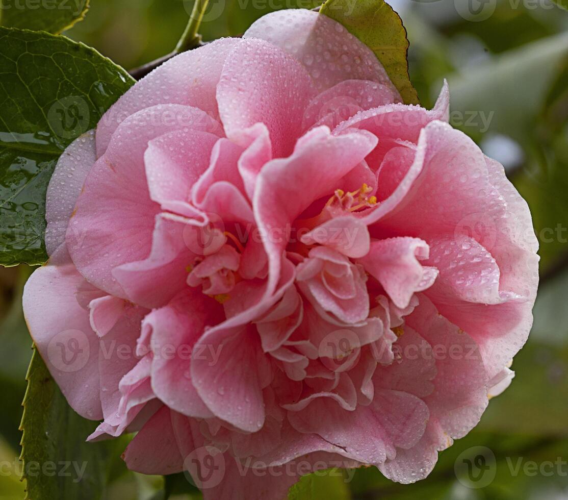 eine rosa Blume foto